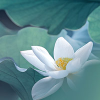 碌碌