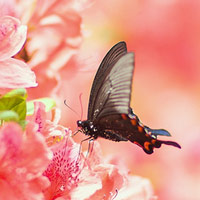 磊呻